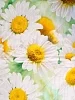 Постельное белье перкаль Зима-Лето с простыней на резинке / Русское поле №2